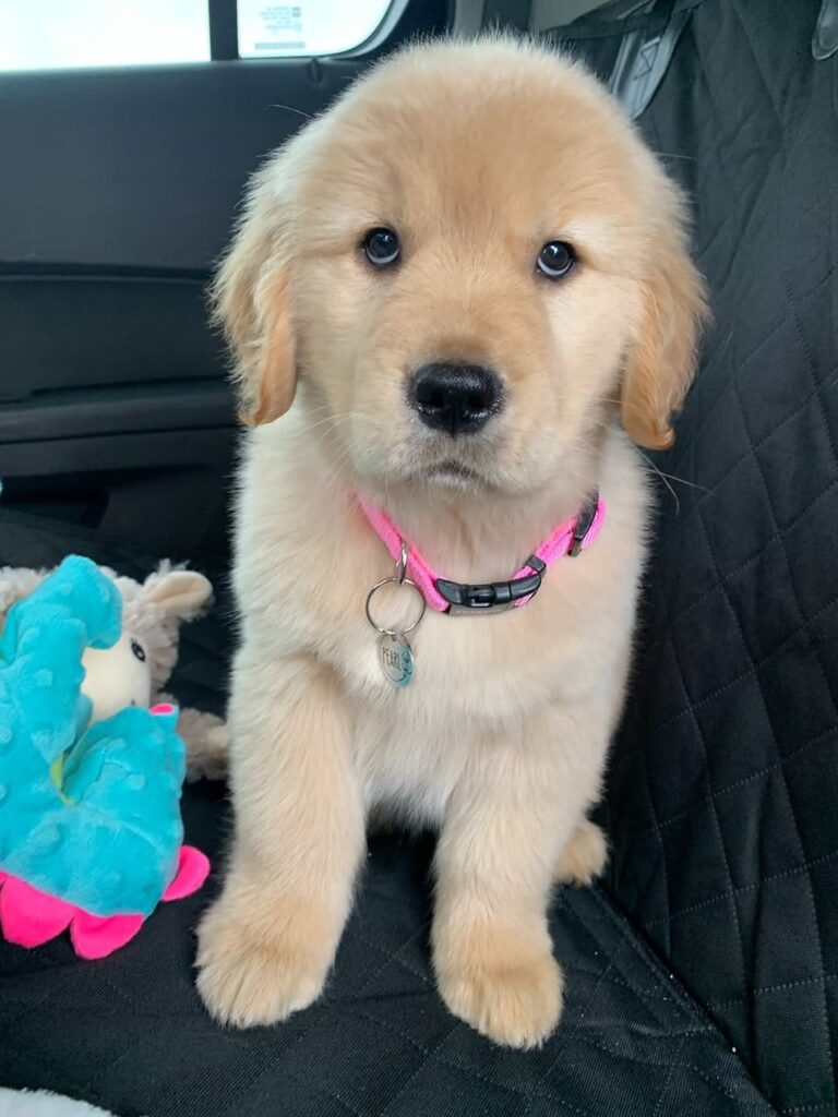 Molly, a 9-week-old female Golden Retriever puppy